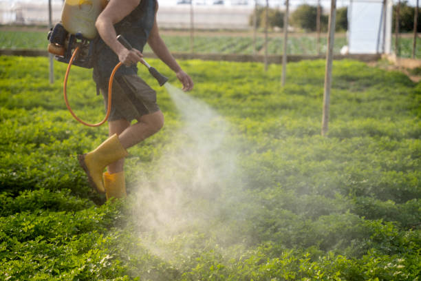 Best Local Pest Control Services  in Wailua Homesteads, HI