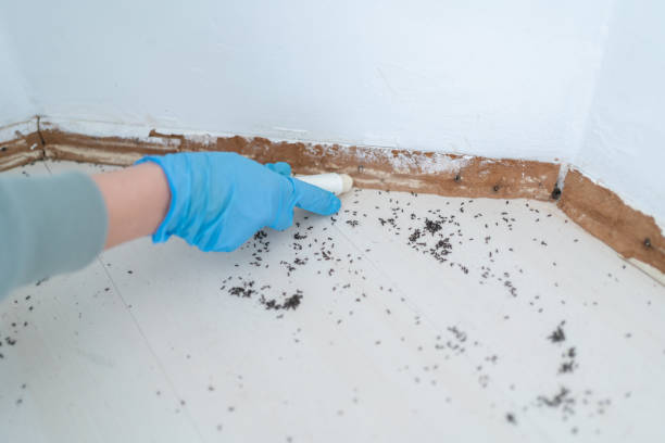 Best Wasp Removal Services  in Wailua Homesteads, HI